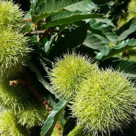 Ξενοδοχείο Casa Nicolasa Capileira